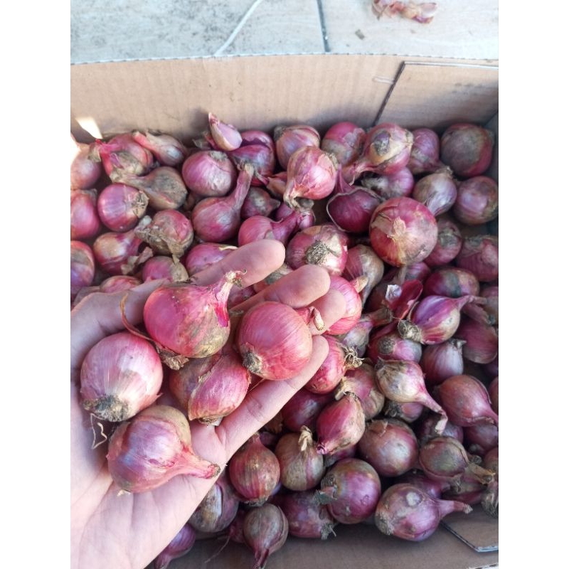 

BAWANG MERAH BALI SUPER 1 KG