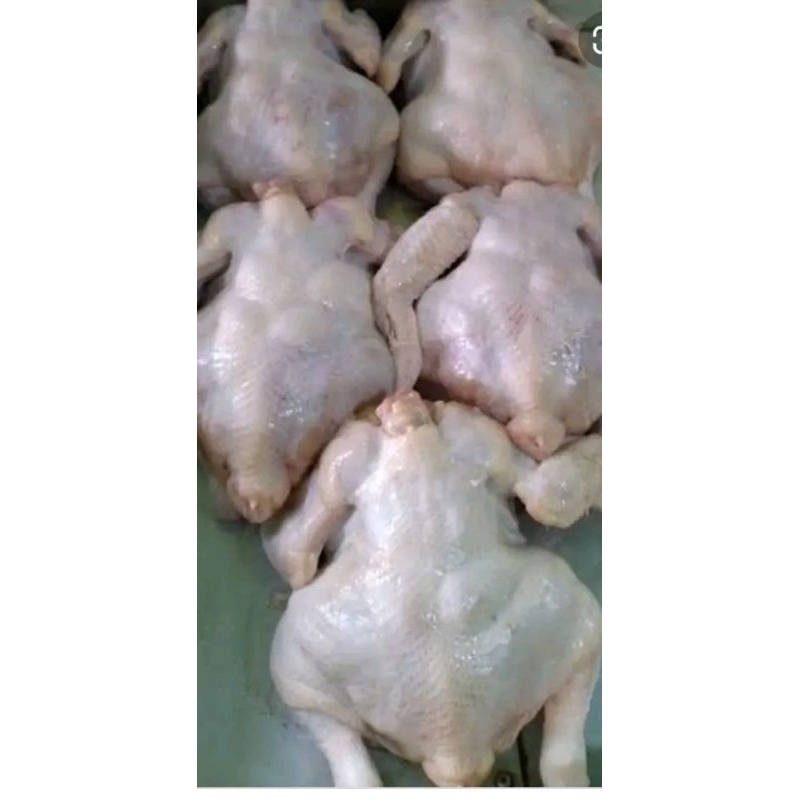 

ayam boiler fresh ukuran 06-07