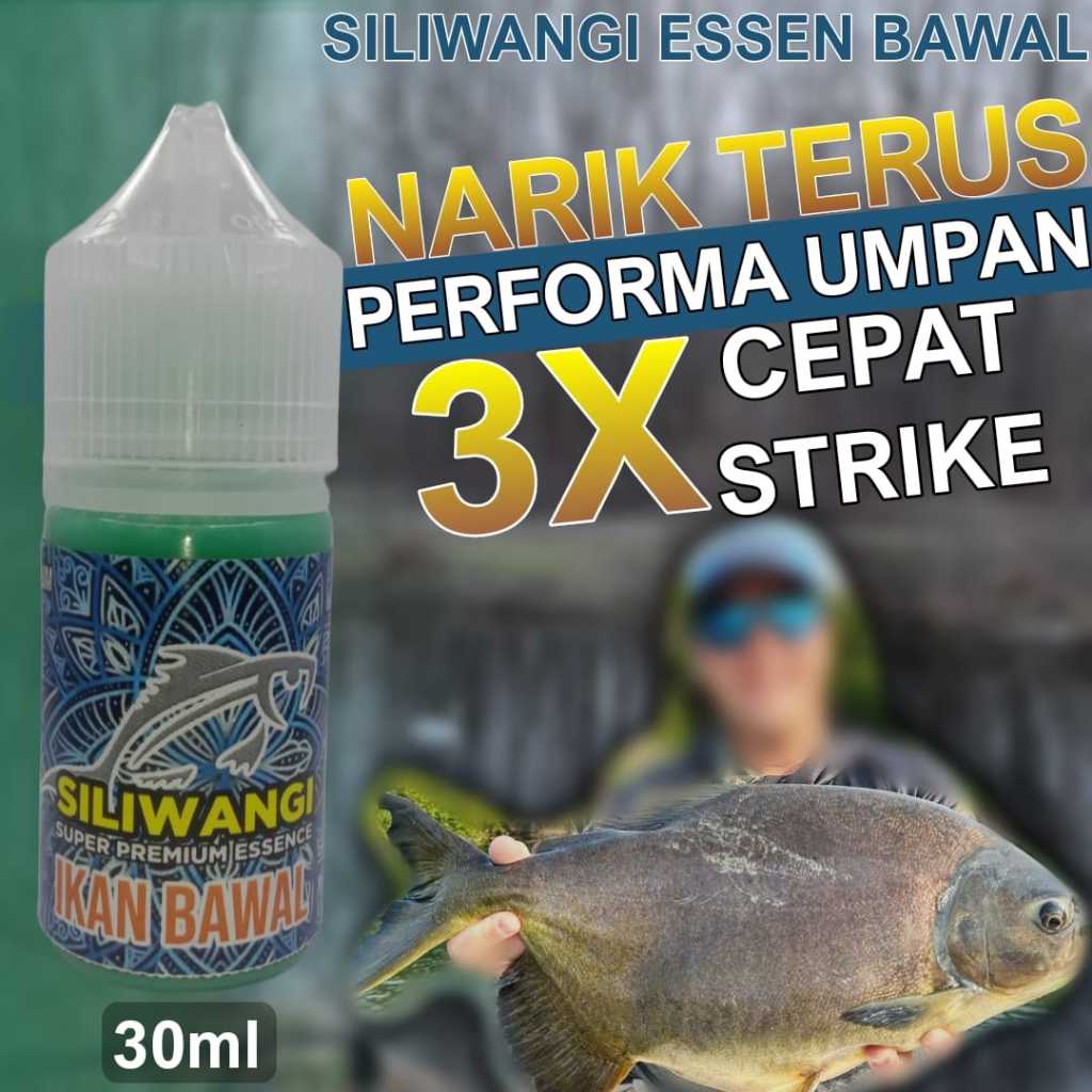 Essen Ikan Bawal Harian Media Kacang, Essen Ikan Bawal Paling Gacor, Essen Ikan Bawal Media Cacing