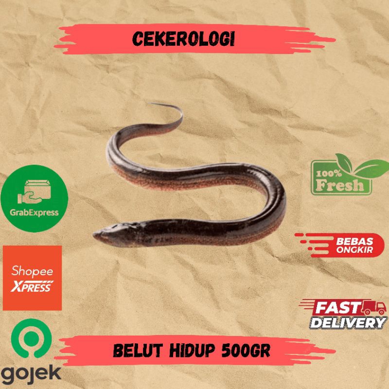 Belut Hidup 500gr / Belut Hidup / Belut / Belut Hidup Fresh Berkualitas / JABODETABEK / Ikan Segar /