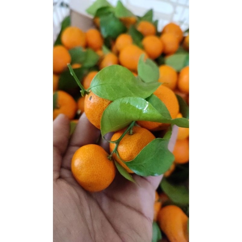 

santang daun