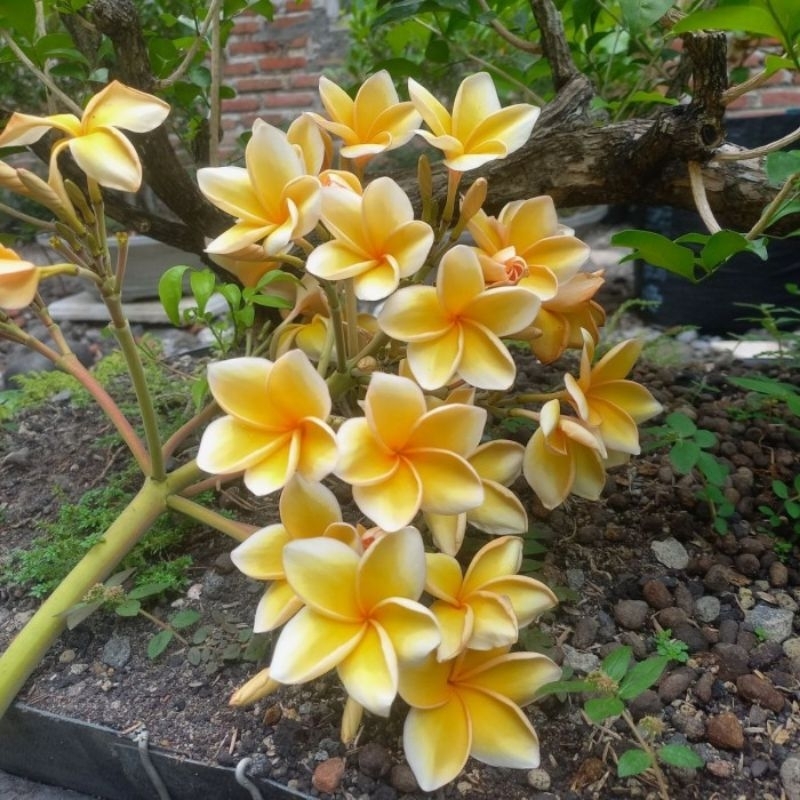 TANAMAN HIAS KAMBOJA BALI KUNING TINGGI 1 METER