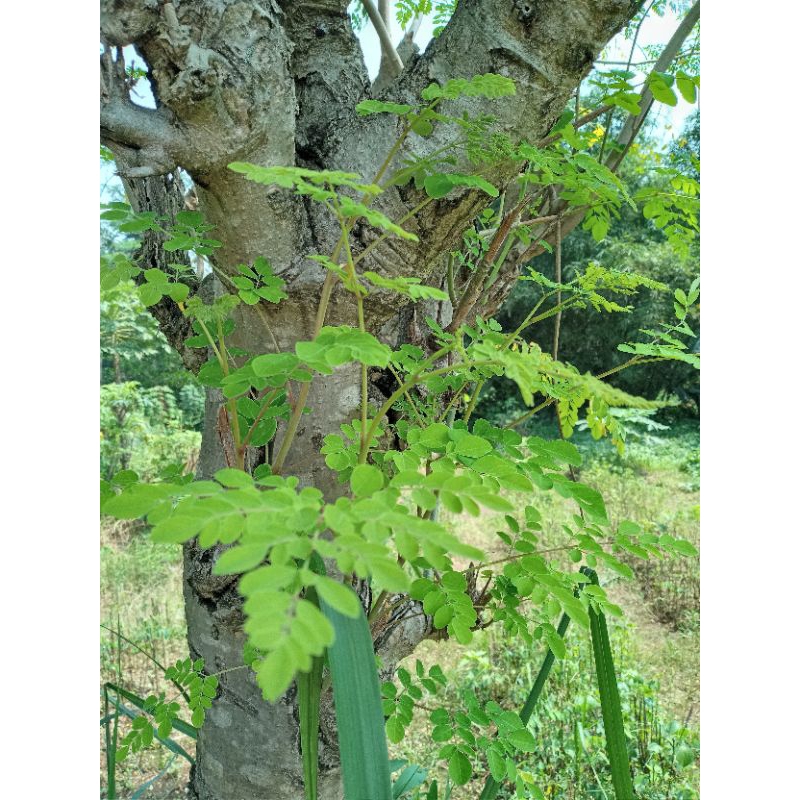 

Daun kelor 1rb satu tangkai, minimal order 20tangkai