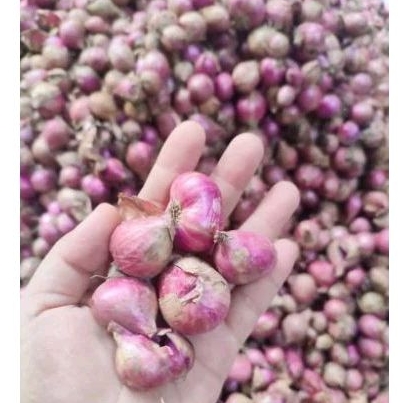 

Bawang merah / Brambang PROBOLINGGO