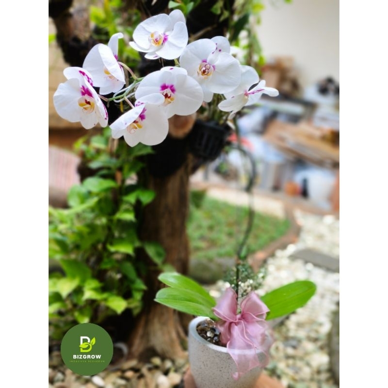 Buket Bunga Anggrek Bulan Hidup | Anggrek Putih dalam Pot | Orchid Bouquet Vase Arrangement
