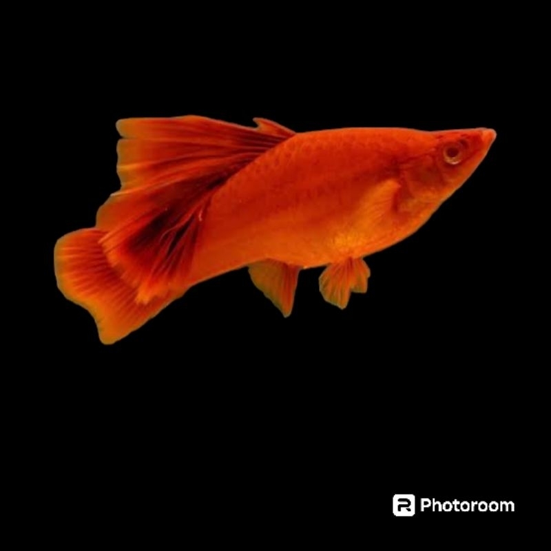 platy bloodred