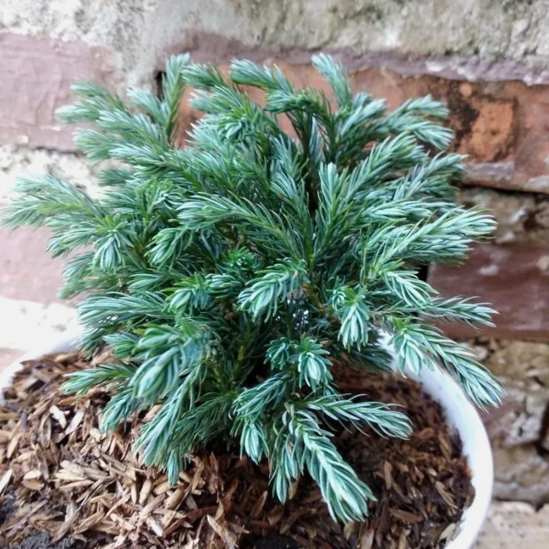 cemara perak, tanaman cemara perak, tanaman hias cemara perak