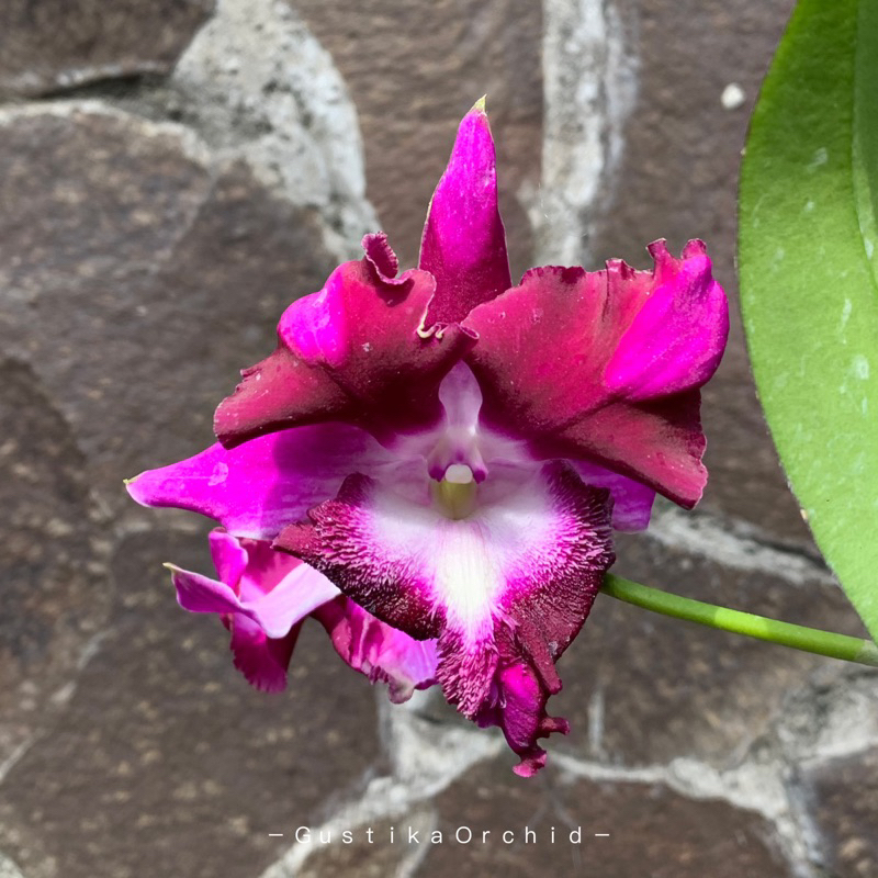 Dendrobium King Dragon Emperol