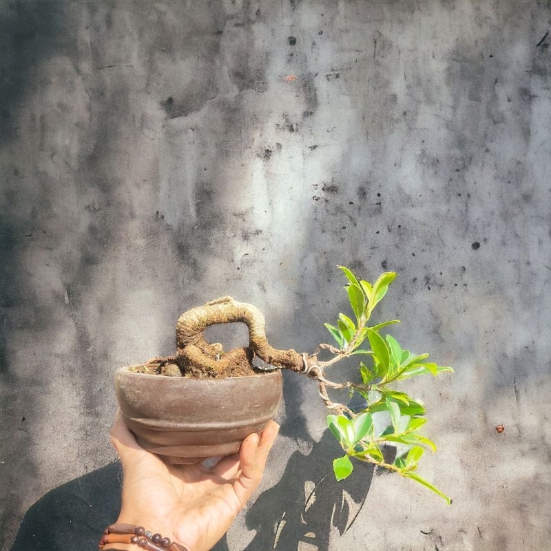 RZ Bonsai-Kimeng Cascade Siap Pajang