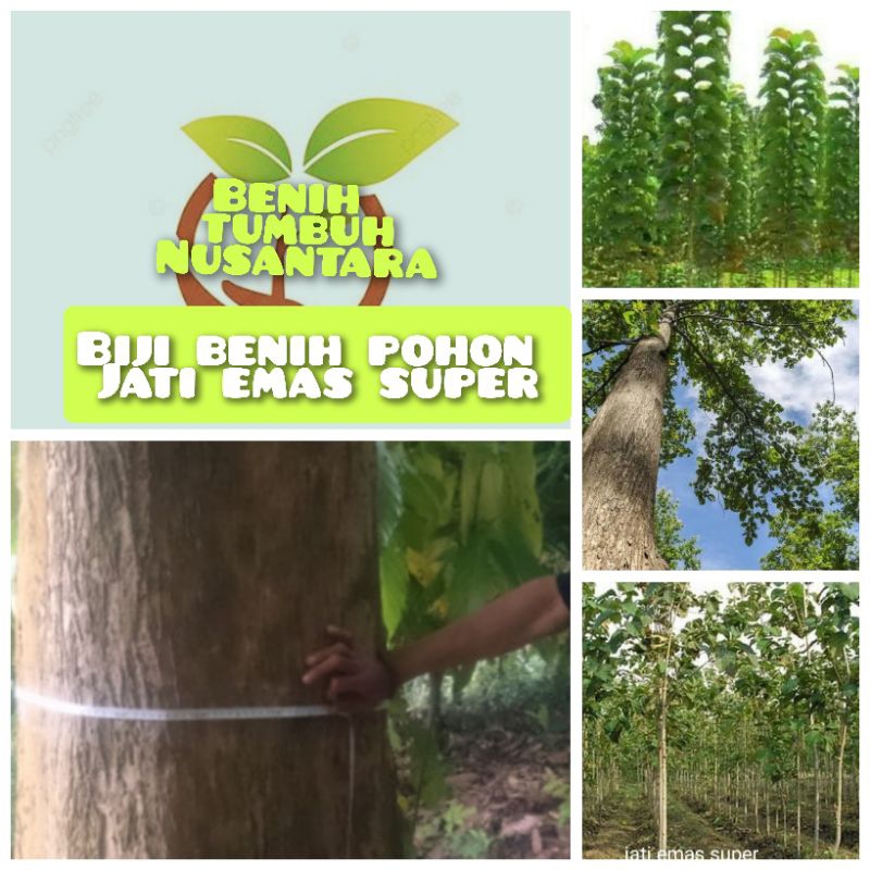 8 butir biji benih pohon jati emas super