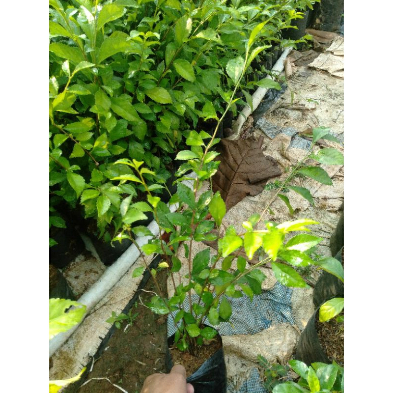 TANAMAN HIAS TEH TEHAN - TANAMAN PAGAR - TANAMAN HIDUP