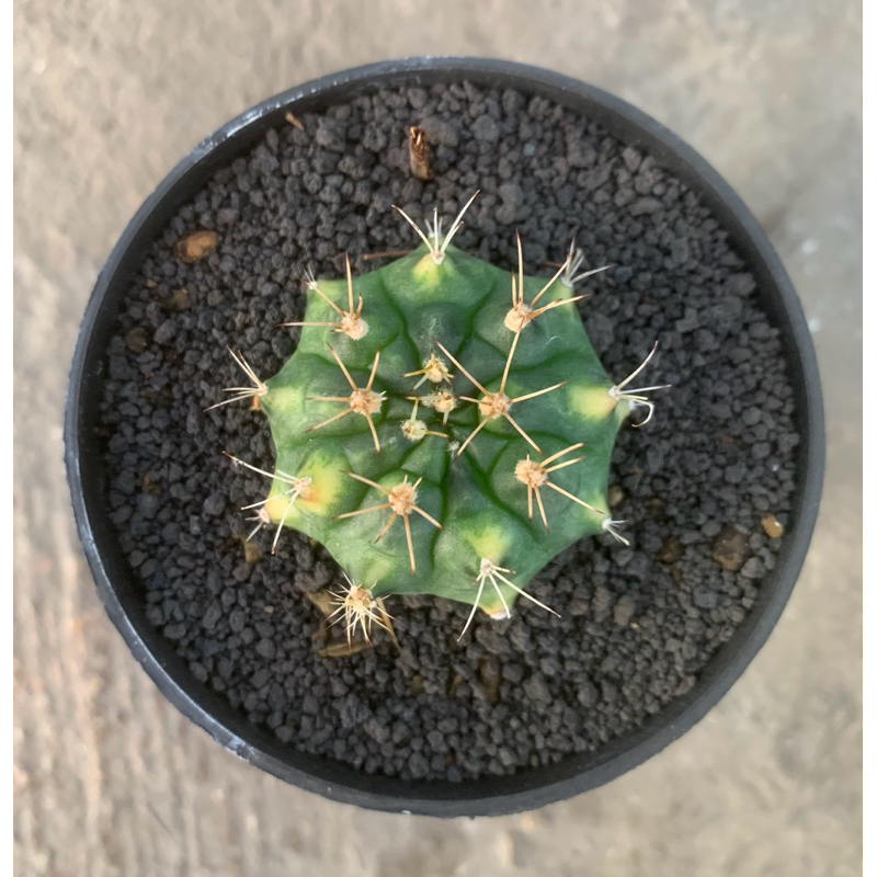 kaktus gymno miha Busarakam