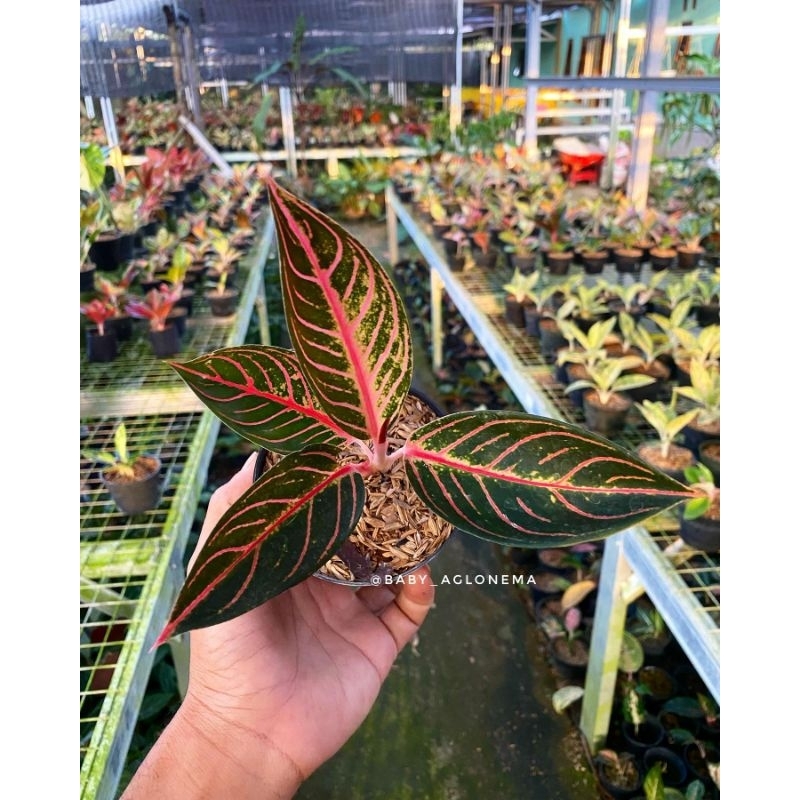 AGLONEMA RED SUMATRA ANAKAN 2/3/4 DAUN + POT