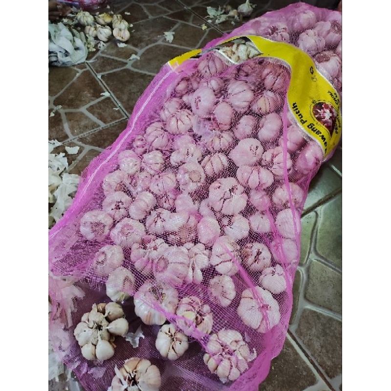 

bawang putih sinco/biasa