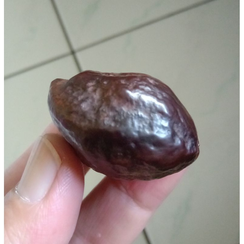Kemiri Adu Muncang Adu Jayanti Milenial Anak 4G Semiurgen Garung