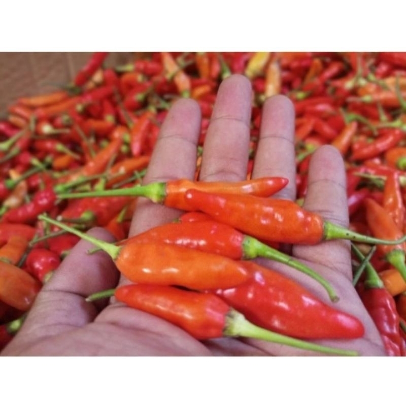 

Cabai Rawit Merah 2500 gr dan 500 gr / cabe rawit pedas fress