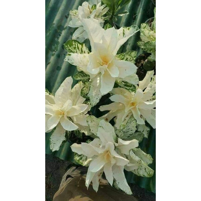 Adenium Grafting Varigata "Pucuk Bodas"
