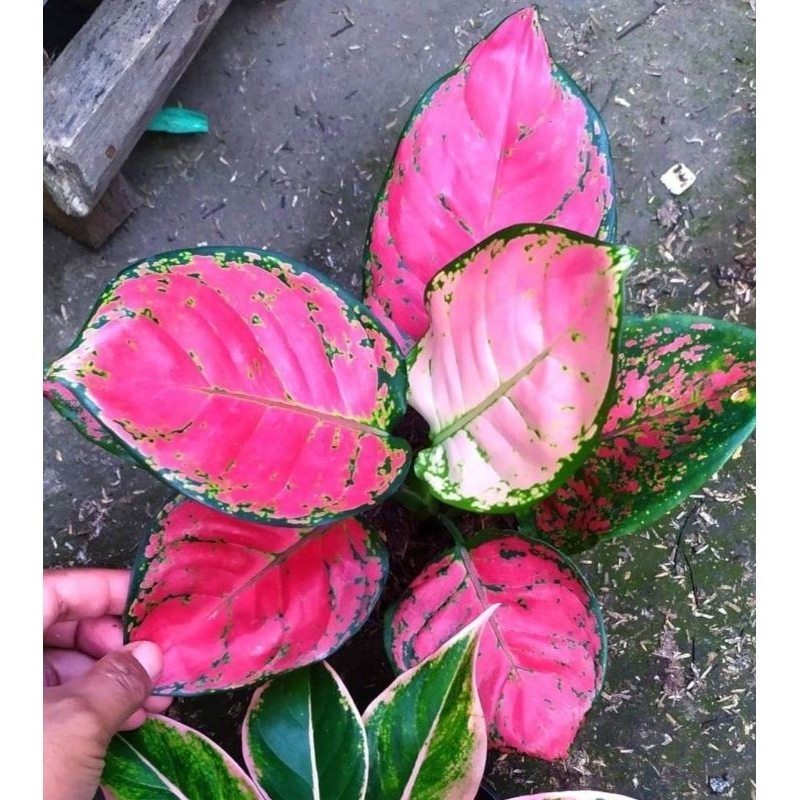 aglonema red Anjani,