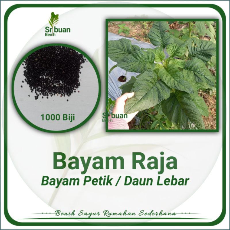 2000 Butir Lebih Biji Benih Bayam Raja Bayam Petik