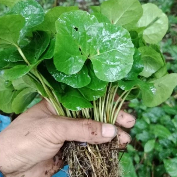 Bibit cabutan kopi lampung berdaun 2 siap pindah polibag