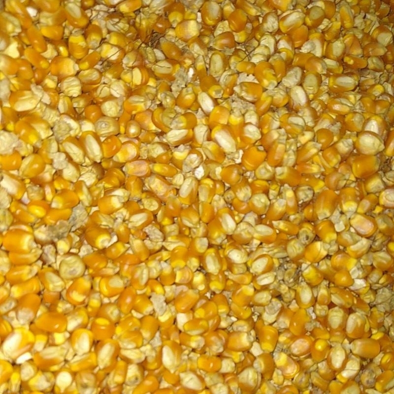 

jagung kering pakan ternak