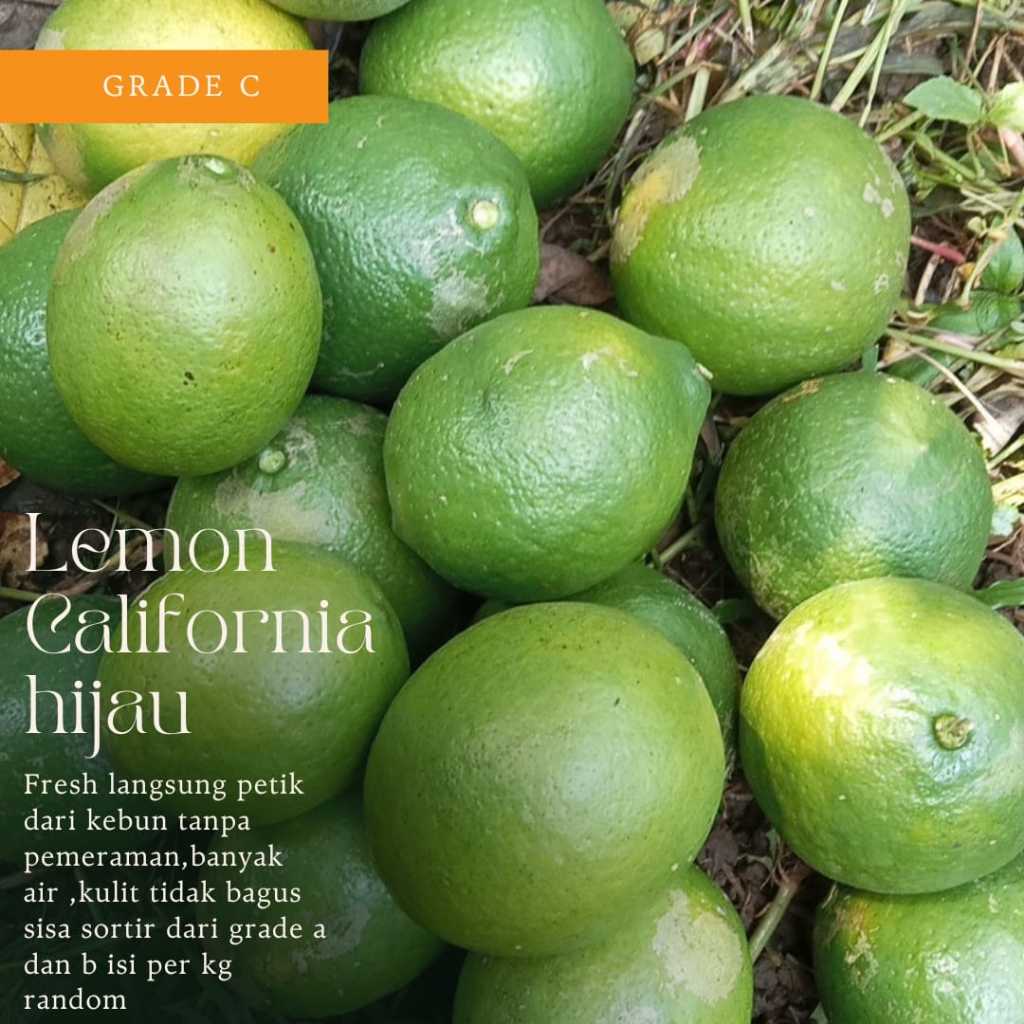 

JERUK LEMON CALIFORNIA GRADE C 1KG / JERUK LEMON SUPER / LEMON CALIFORNIA /LEMON ASL / DIET