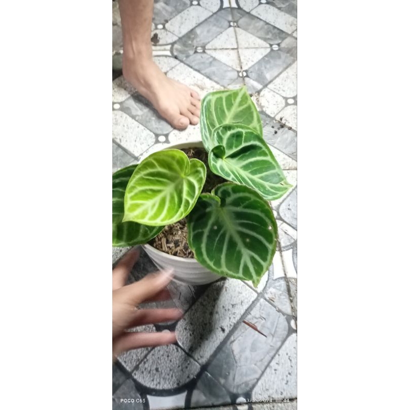 anthurium dorayaki mangkok