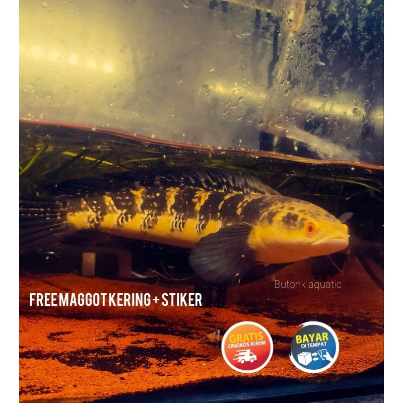 (seafood) MARU RIAU GRADE A++++