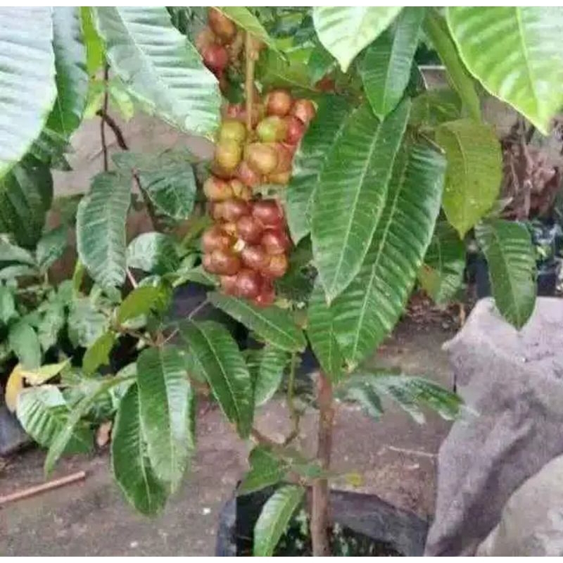 BIBIT MATOA SUPER
