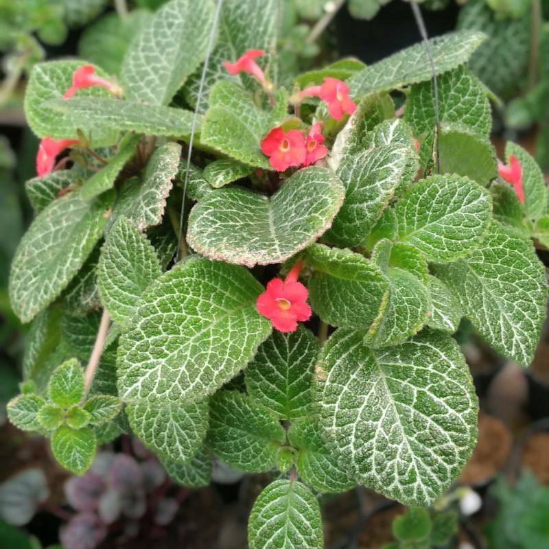 Tanaman Hias Gantung Episcia Rimbun