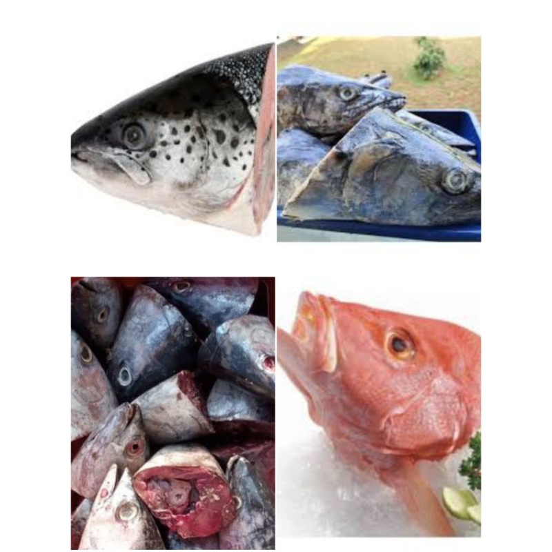 

Kepala kakap, kepala salmon, kepala, tongkol, kepala tenggiri 500gram