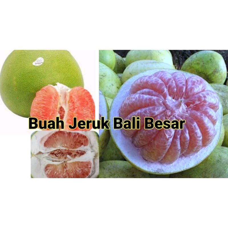 

Buah Jeruk bali Besar dan Segar