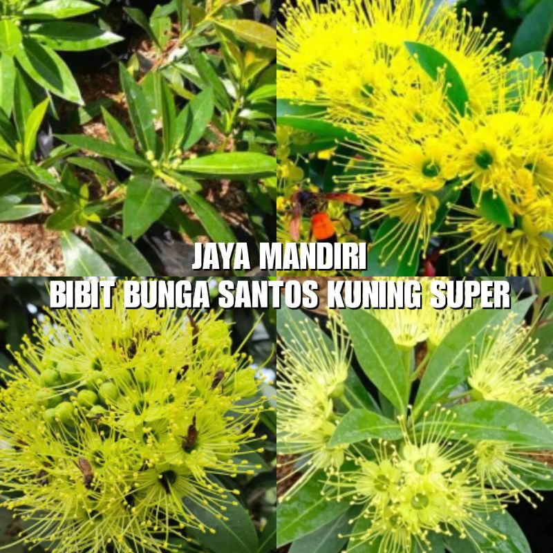 BIBIT BUNGA SANTOS KUNING (SANTOS LEMON)