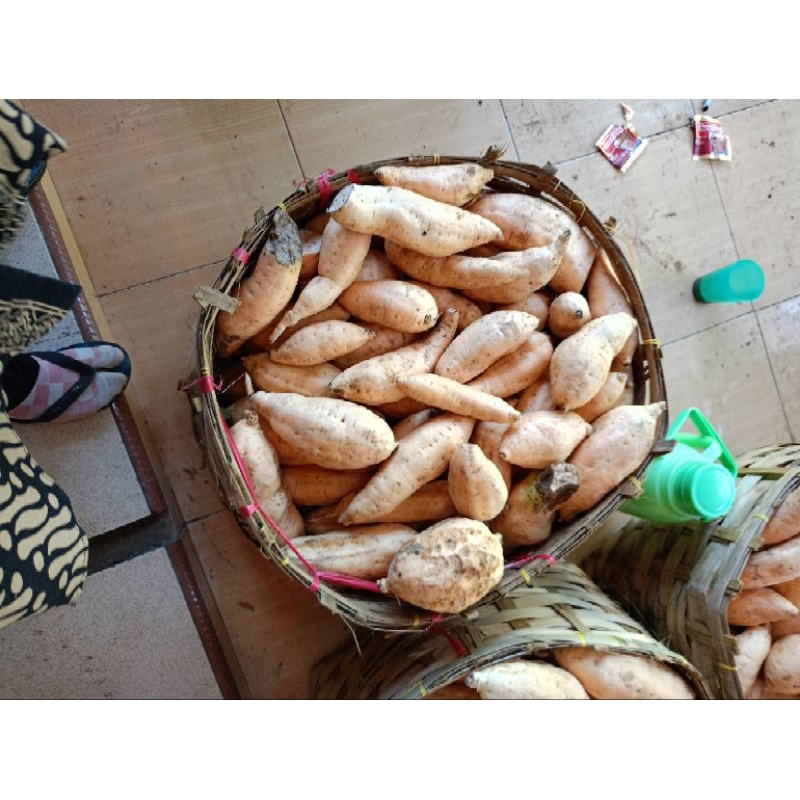 

paket hemat 50 kg ubi madu / paket usaha ubi cilembu /ubi cilembu mentah