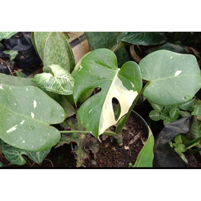 monthai / monstera thailand / monstera varigata thailand