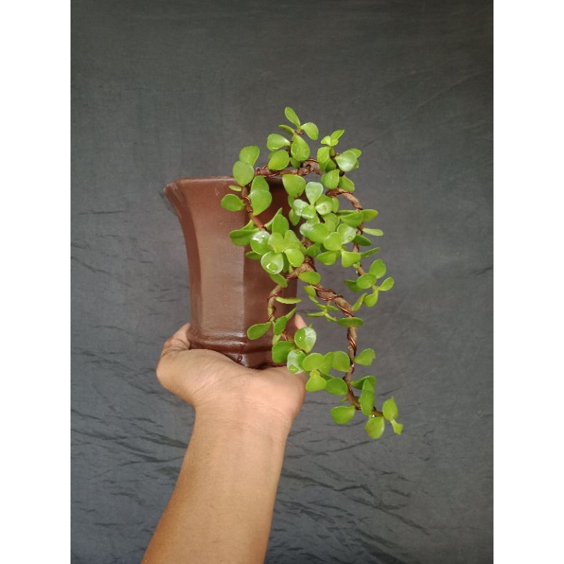 Bonsai Jade Plant,Siap Pajang..