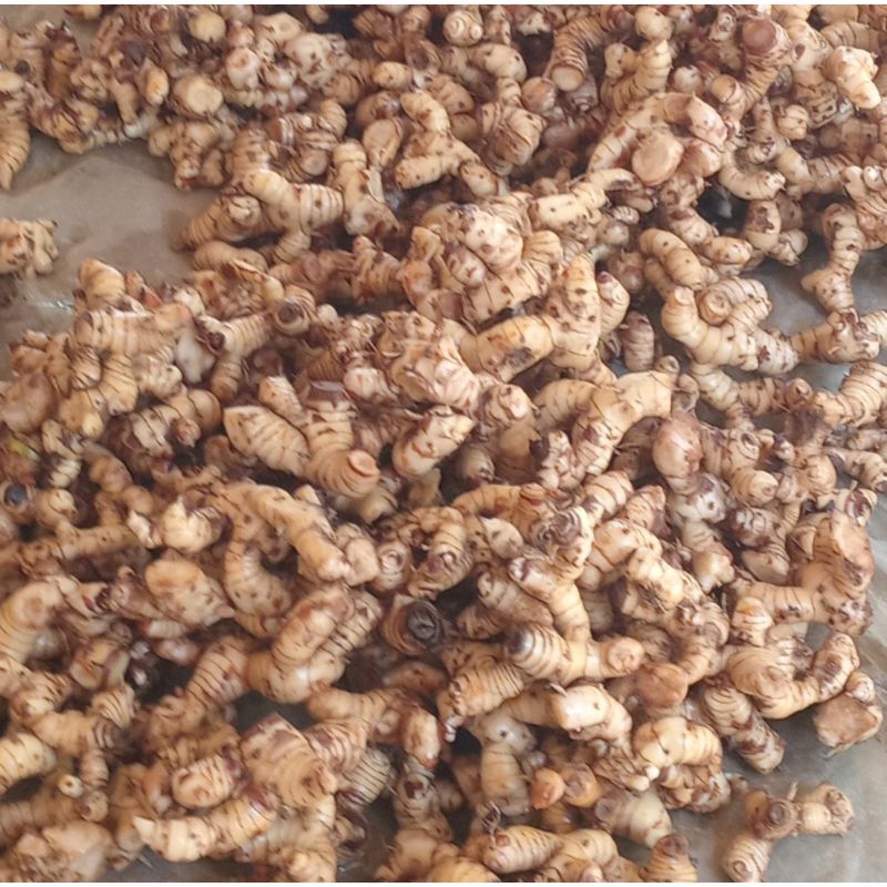 

LENGKUASSS BESAR HASIL TANAM SENDIRI