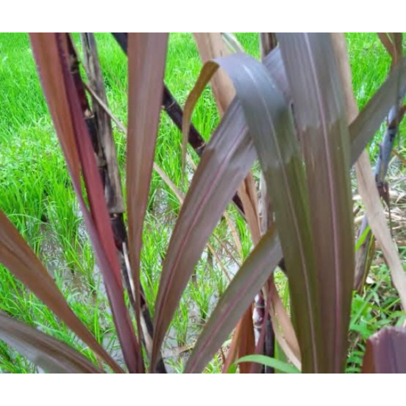 

Daun tebu ireng daun tebu hitam segar 300 gram-az