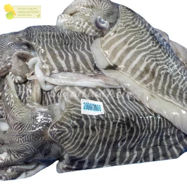 

Cumi Segar Cumi Basah Segar 1Kg Cumi Balakutak Jumbo