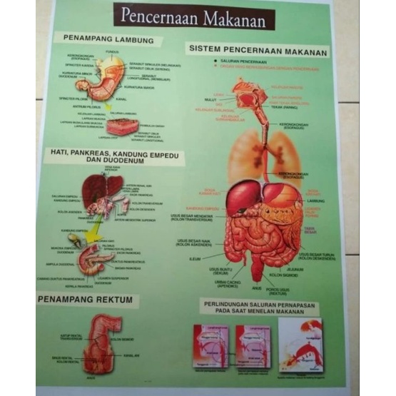 

Fast Payment Gambar Sistem Pencernaan Pada Manusia