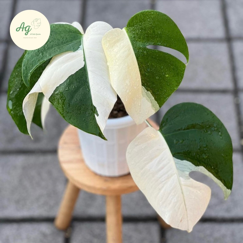monstera varigata halfmoon