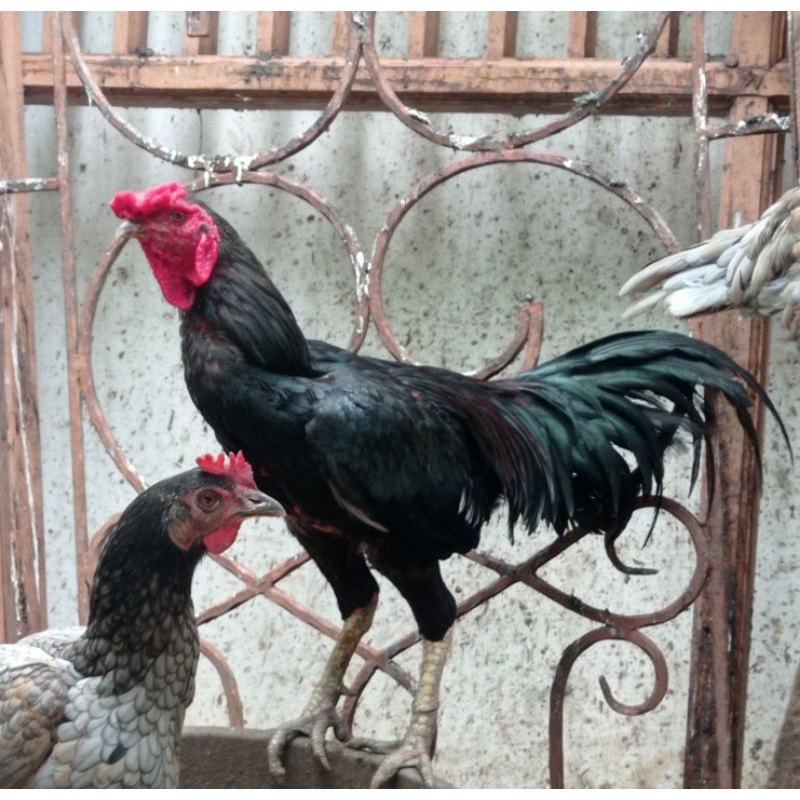 

Ayam Kampung Jago (Jantan) BIG SIZE Dewasa Hidup