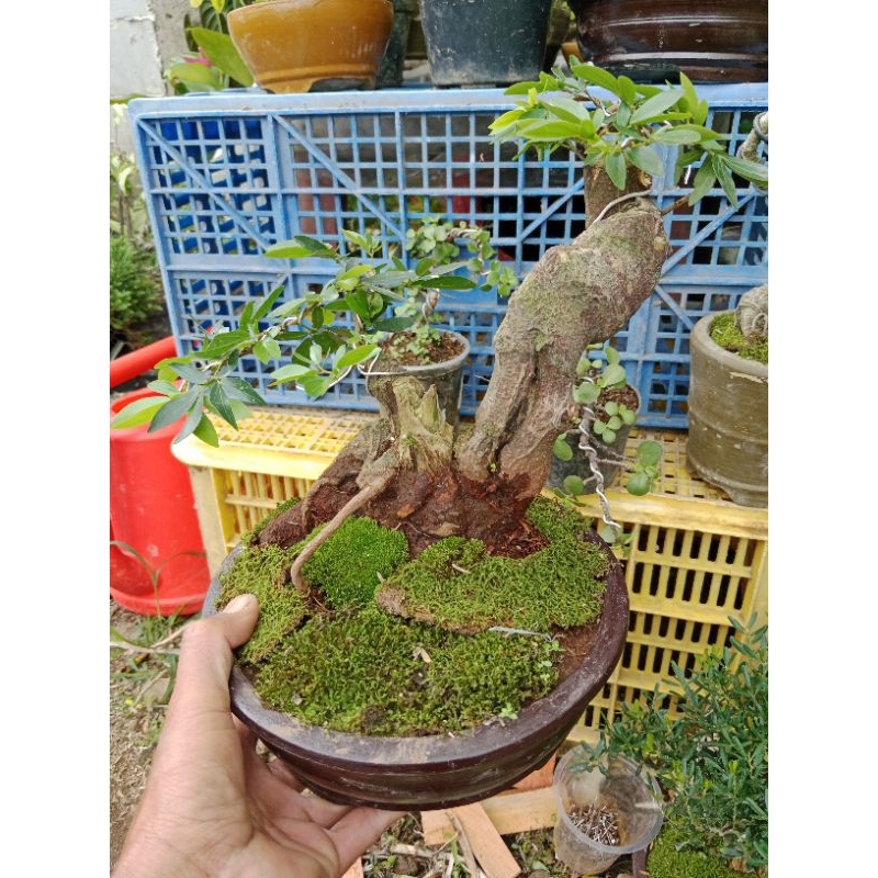 bonsai kaliandra surinamensis