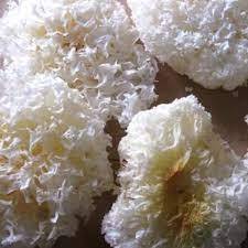 

JAMUR PUTIH SALJU KERING JAMUR ES SUPER SNOW WHITE FUNGUS BAI MU ER JAMUR KUPING PUTIH MURAH