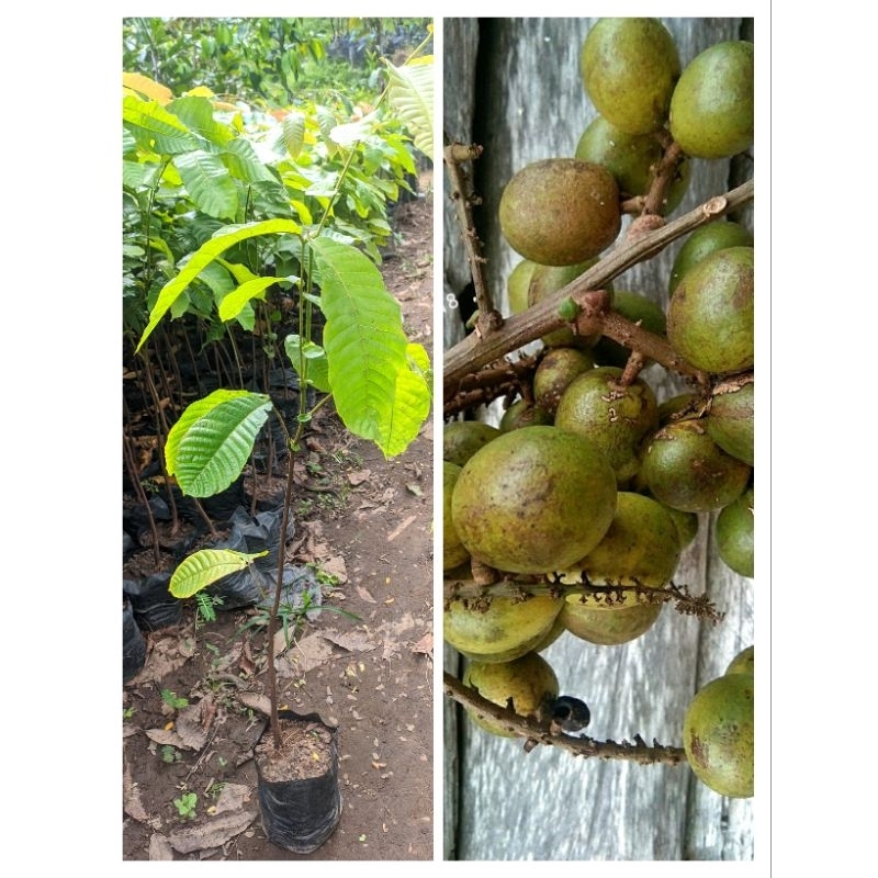 BIBIT MATOA KUNING ASLI SUPER UNGGUL