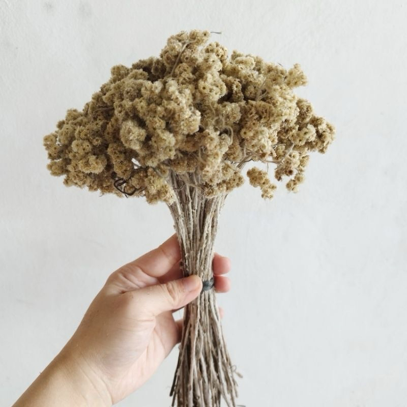 ( Termurah ) edelweis natural merapi 60 - 70 tangkai / bunga kering termurah / grosir bunga kering