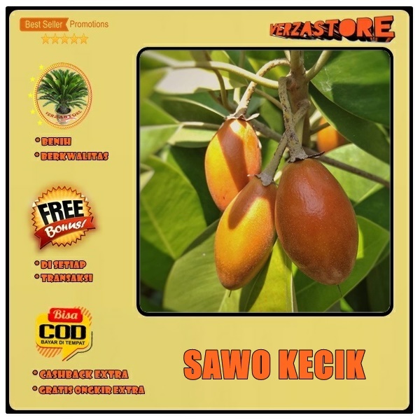 Biji benih tanaman sawo kecik  / 5 biji