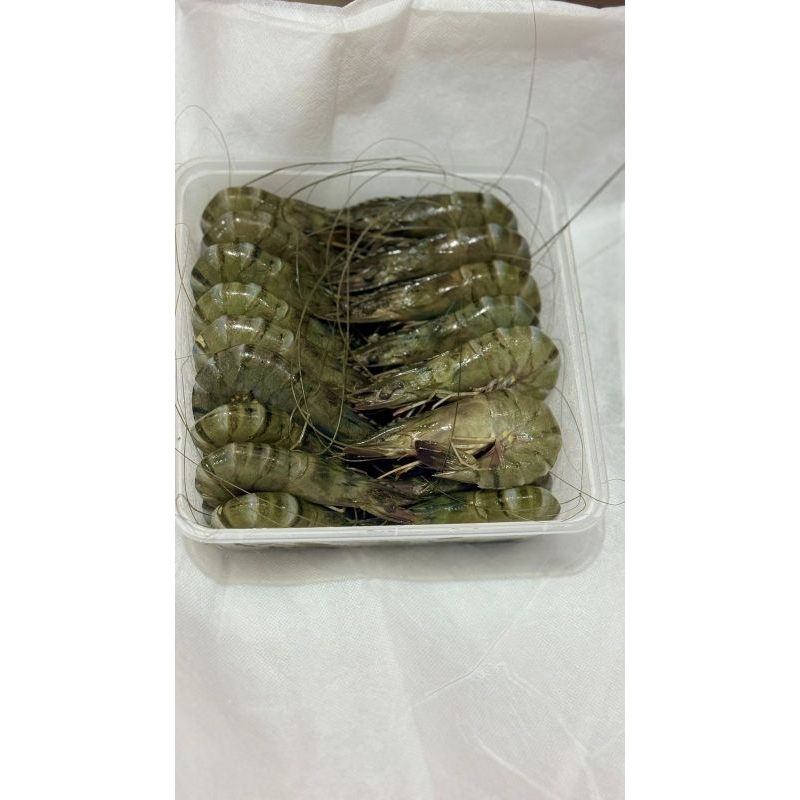 

udang windu,