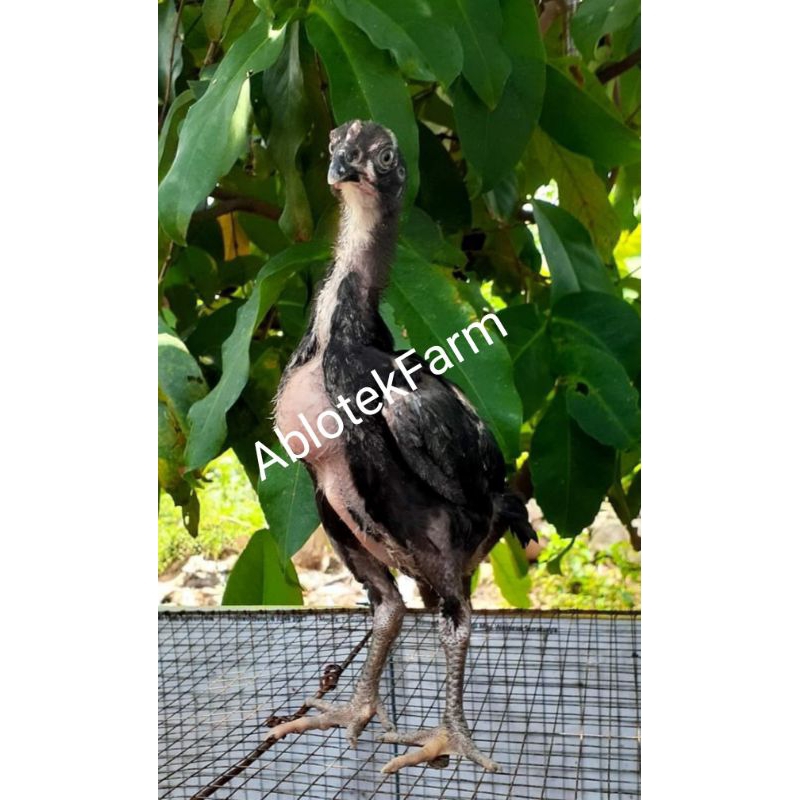 Doc Ayam Bangkok Klasik