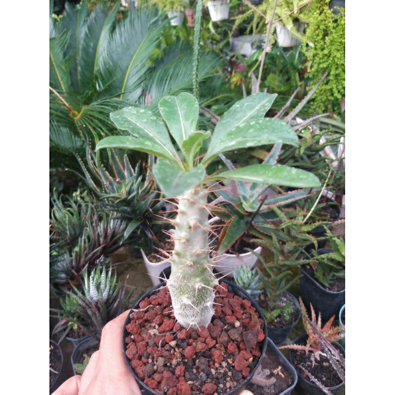 pachypodium soundersii